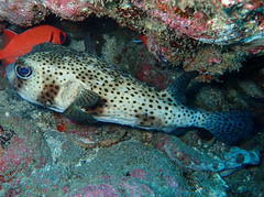 Chilomycterus reticulatus