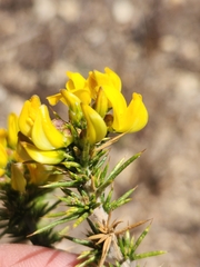 Aspalathus astroites