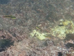 Thalassoma lucasanum