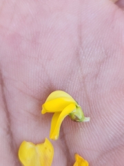 Aspalathus astroites