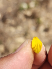 Aspalathus astroites