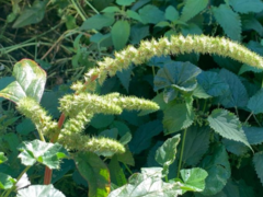 Amaranthus powellii