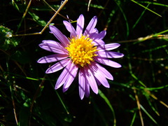Aster alpinus