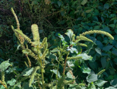 Amaranthus powellii