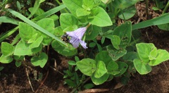 Ruellia cordata
