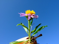 Aster alpinus