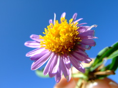 Aster alpinus