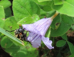 Ruellia cordata
