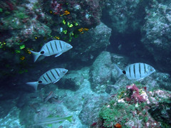 Diplodus lineatus