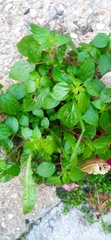 Parietaria officinalis