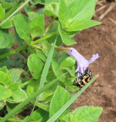 Ruellia cordata