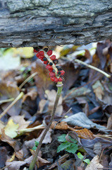 Arum cylindraceum