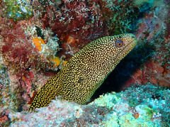 Gymnothorax miliaris