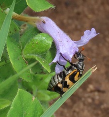 Ruellia cordata