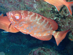 Heteropriacanthus fulgens