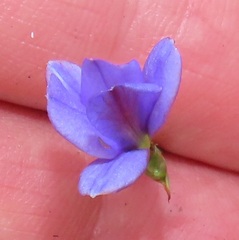 Aristea abyssinica