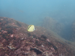 Johnrandallia nigrirostris