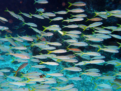 Mulloidichthys martinicus