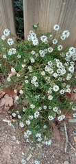 Lobularia maritima maritima