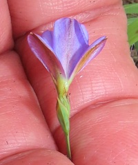 Aristea abyssinica