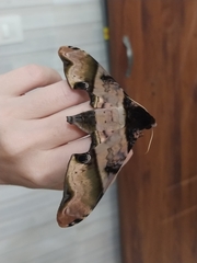 Amplypterus panopus