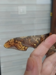Amplypterus panopus