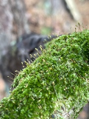 Sematophyllum