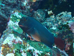 Ophioblennius atlanticus