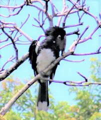 Bycanistes bucinator