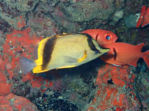 Diepwater-koraalvlindervis (Prognathodes marcellae) — Chaetodontidae — 4