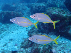 Pseudocaranx dentex