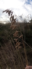 Phragmites australis