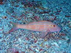 Pseudupeneus prayensis