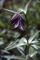 Fritillaria camschatcensis
