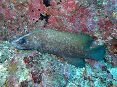 Rypticus saponaceus