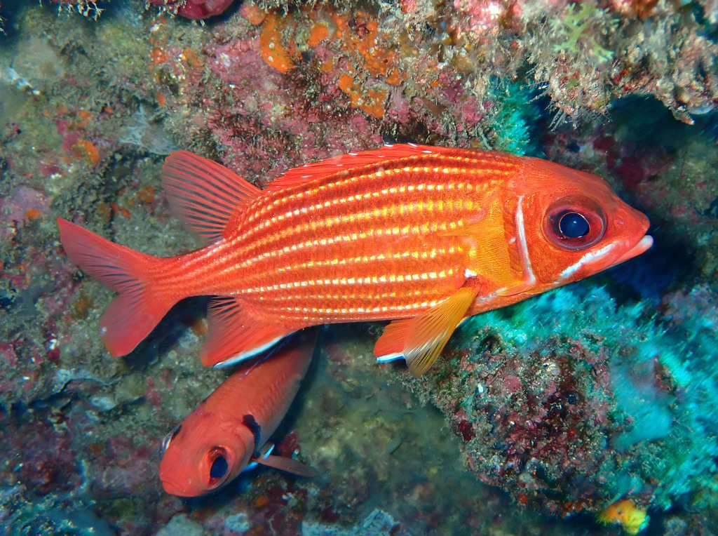 Red Soldierfish