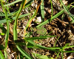 Cicindela campestris