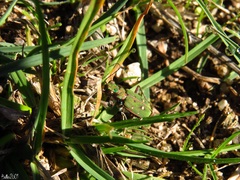 Cicindela campestris