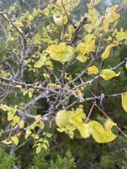 Zanthoxylum