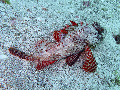 Scorpaena laevis