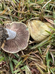 Lactarius paradoxus