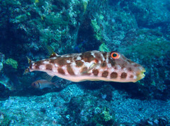 Sphoeroides marmoratus