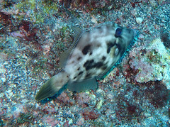 Stephanolepis hispida