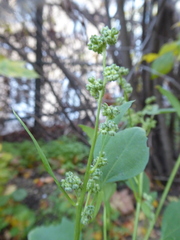 Chenopodium