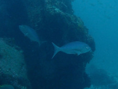 Virididentex acromegalus