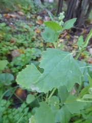 Chenopodium