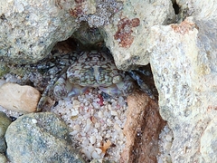 Pachygrapsus transversus