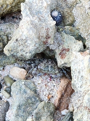 Pachygrapsus transversus