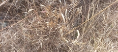 Dichanthelium leibergii