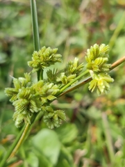 Cyperus virens